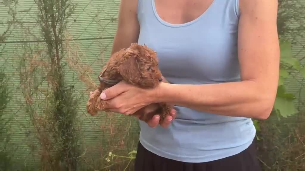 Raza Mixta perros en venta: Caniches enanos - Video 3