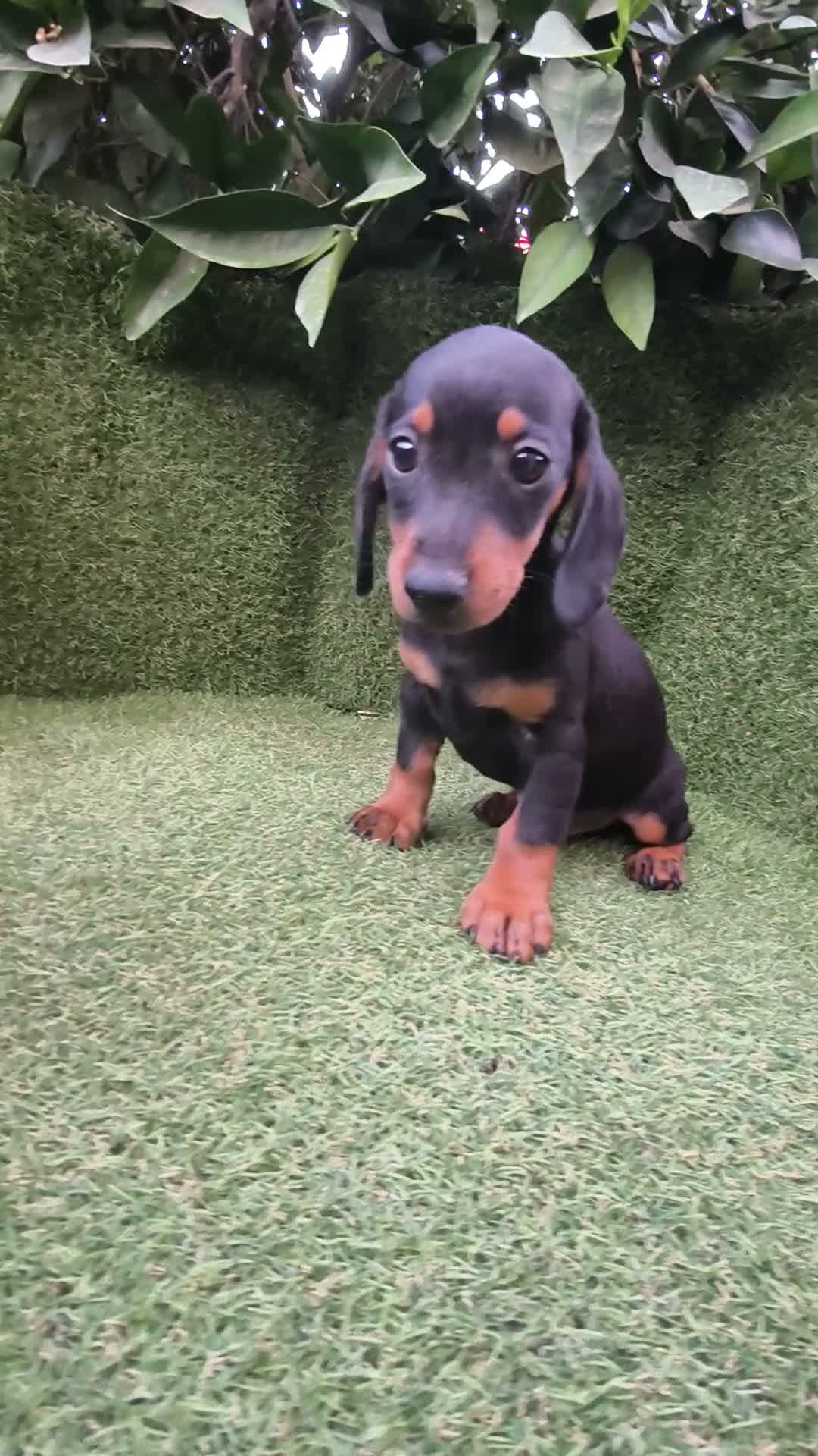 Teckel Miniatura perros en venta: teckel miniatura varios colores  - Video 2