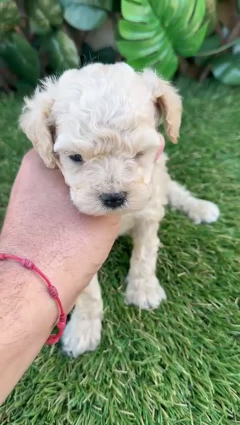 Caniche Toy perros en venta: Preciosa camada raza Caniche Toy  en Granada - Video 2