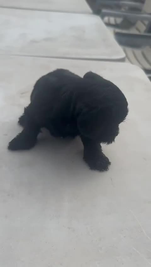 Morkie perros en venta: Morkie mini  - Video 1