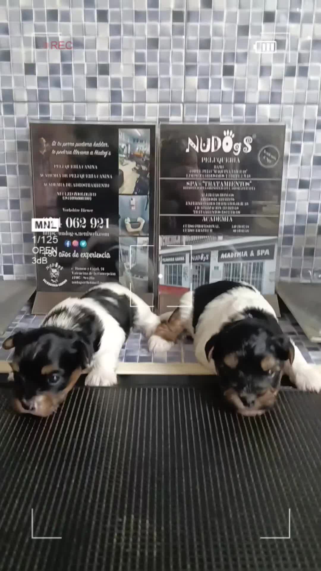 Biewer Yorkshire Terrier a la Pom Pon perros en venta: Biewer hembras opción pedigree  en Sevilla - Video 1