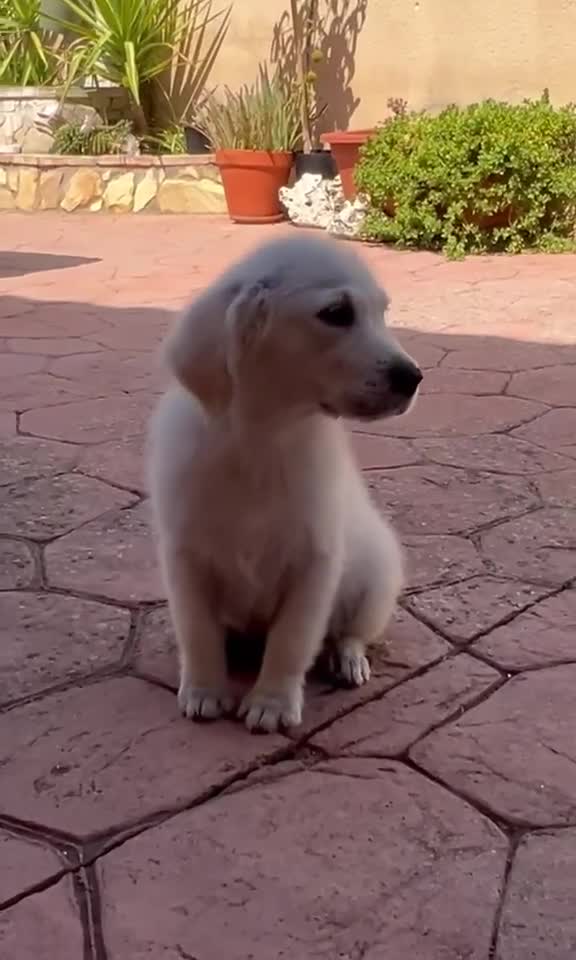 Golden Retriever perros en venta: PRECIO REAL Cachorro golden retriever  - Video 1