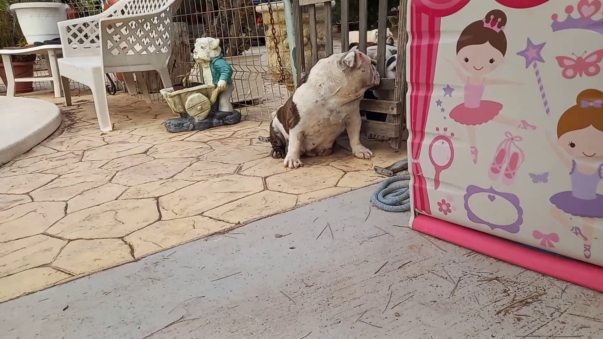 Bulldog Inglés perros en venta: Hembra bulldog ingles  - Video 1