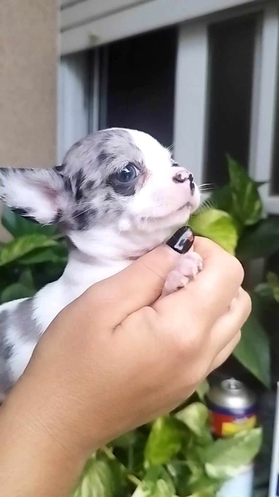 Chihuahua perros en venta: CHIHUAHUA HEMBRA MERLE - Video 1