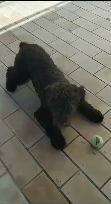 Perro de Agua Español perros en venta: Perro de agua Español - Video 1