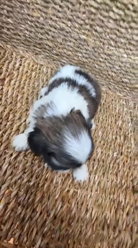 Shih Tzu perros en venta: Shih tzu bicolor - Video 2