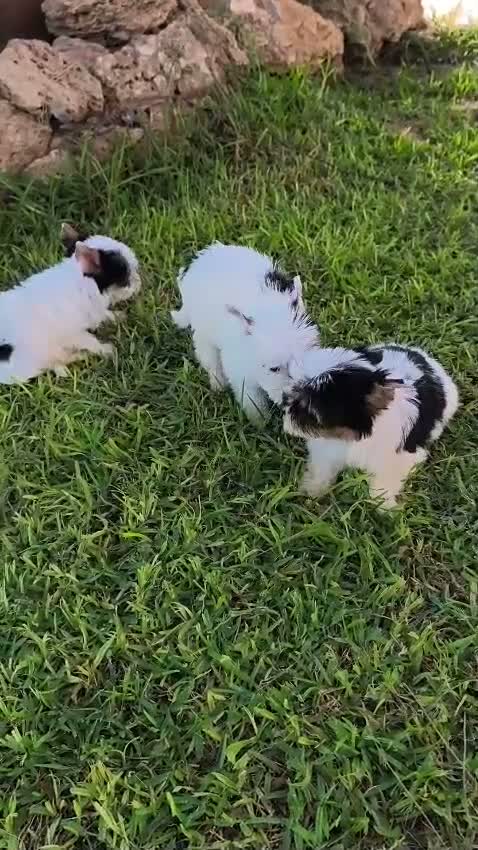 Biewer Yorkshire Terrier a la Pom Pon perros en venta: Disponible Yorkshires biewer de calidad  - Video 1