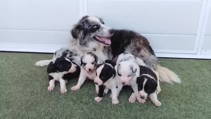 Border Collie perros en venta: Borde collie  - Video 1