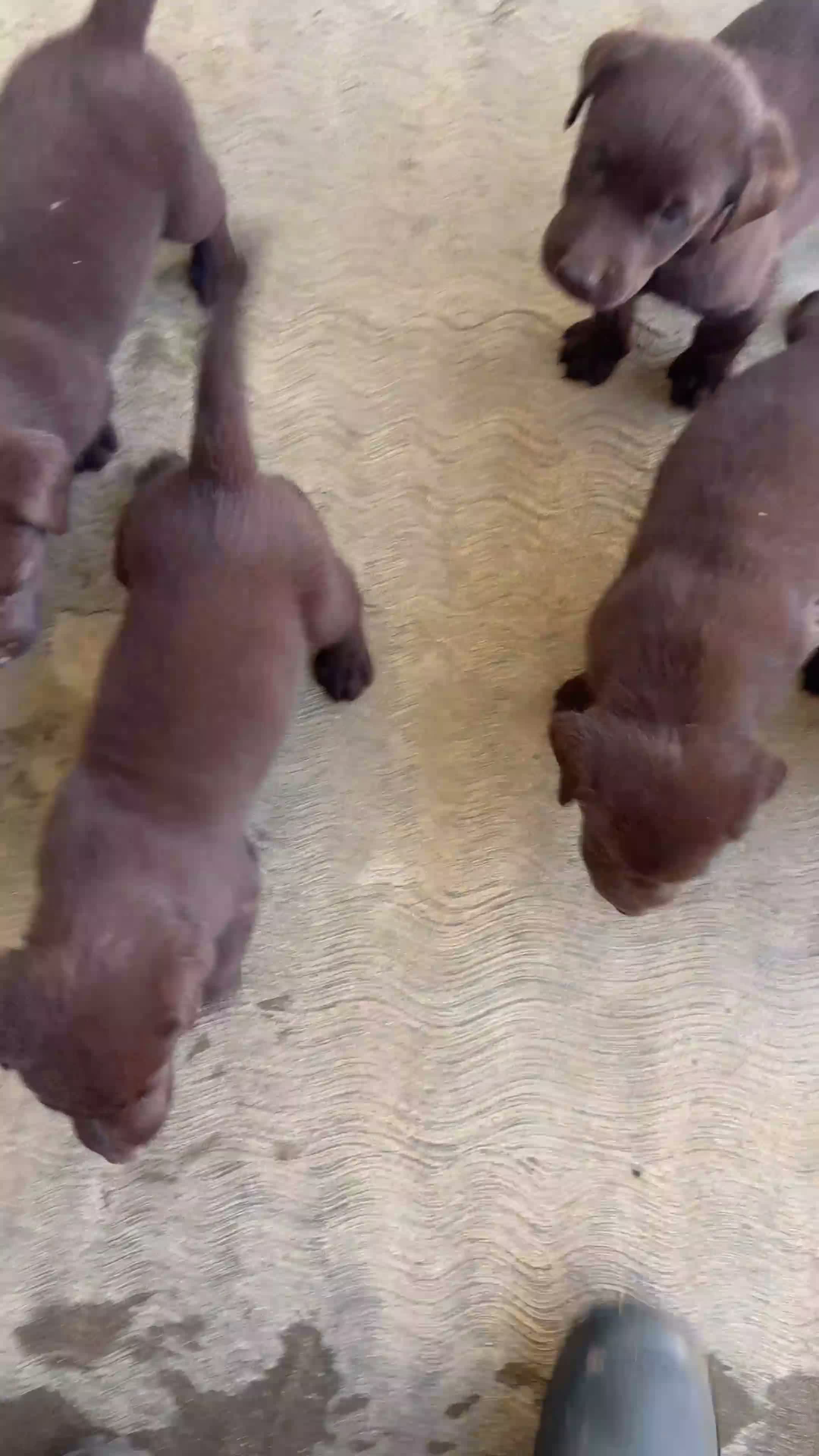 Labrador Retriever perros en venta: CACHORROS DE LABRADOR CHOCOLATE  - Video 1