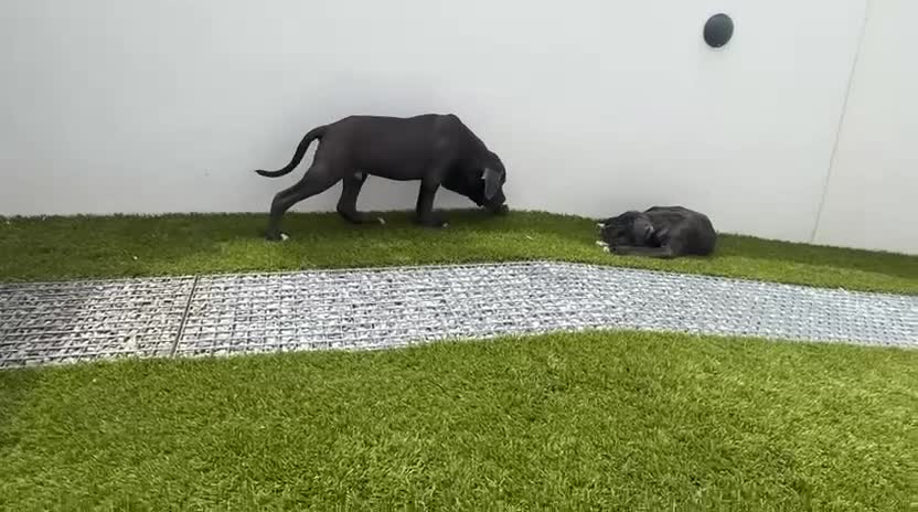 Cane Corso perros en venta: Cané corso  - Video 2