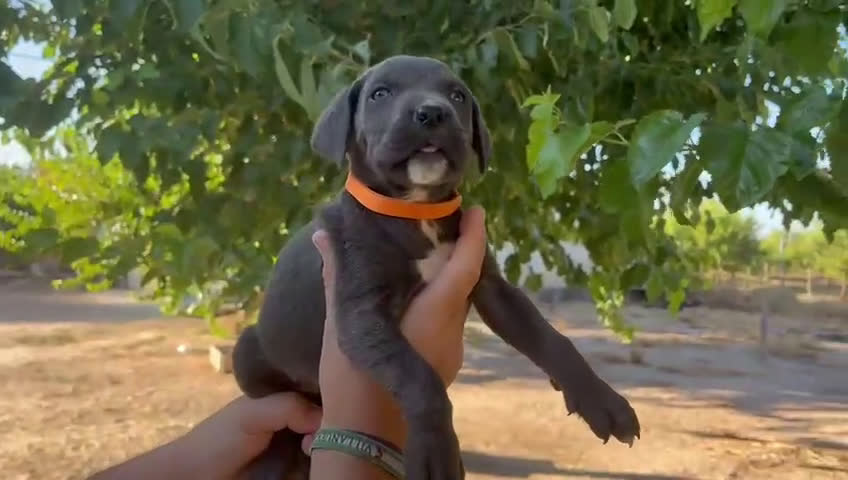 Cane Corso perros en venta: Dos hembras de Cane Corso - Video 1