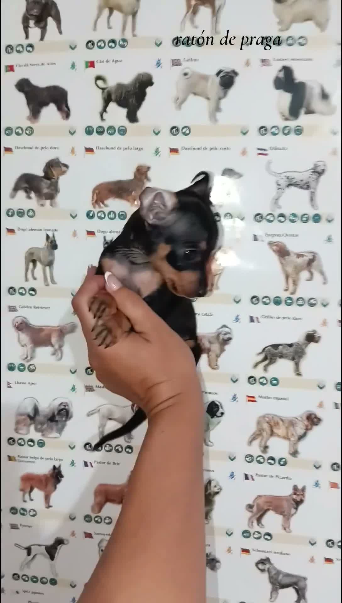 Ratón de Praga perros en venta: Ratón de Praga - Video 1