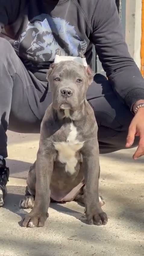 Cane Corso perros en venta: Cane corso - Video 1