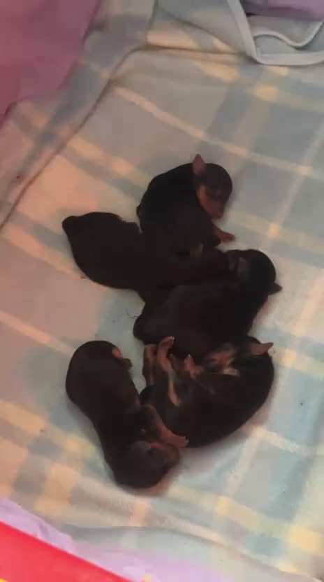 Yorkshire Terrier perros en venta: Camada de Yorkshire - Video 1