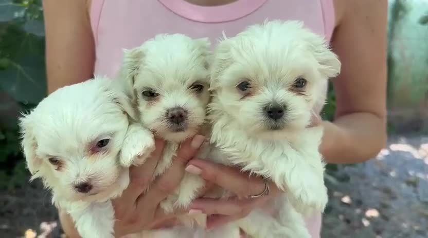Bichón Maltés perros en venta: Bichón maltés - Video 1