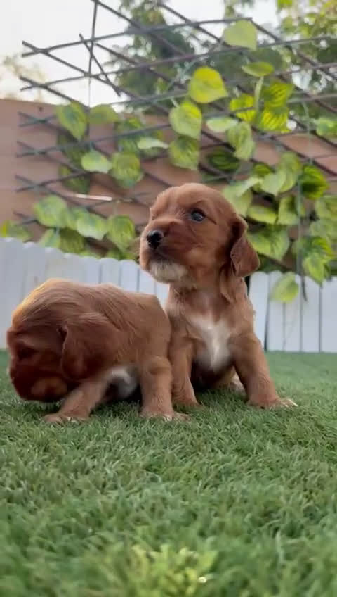 Cocker Spaniel Inglés perros en venta: COCKER SPANIEL INGLES MACHO  - Video 3