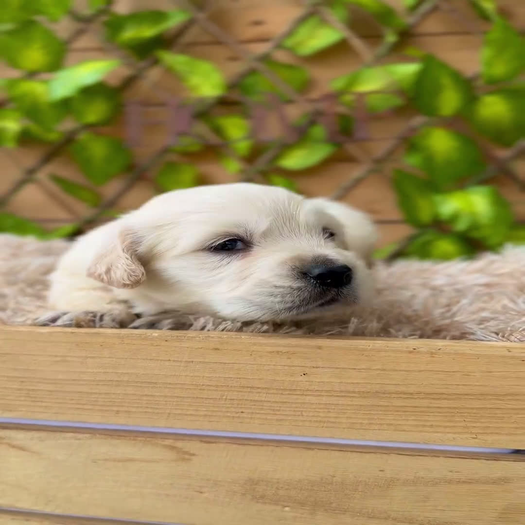 Golden Retriever perros en venta: Camada de Sonia  - Video 2