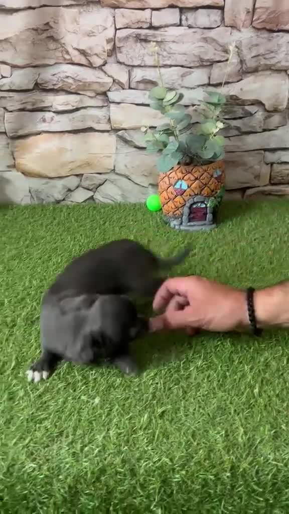 Chihuahua perros en venta: CHIHUAHUA BLUE TOY - Video 1