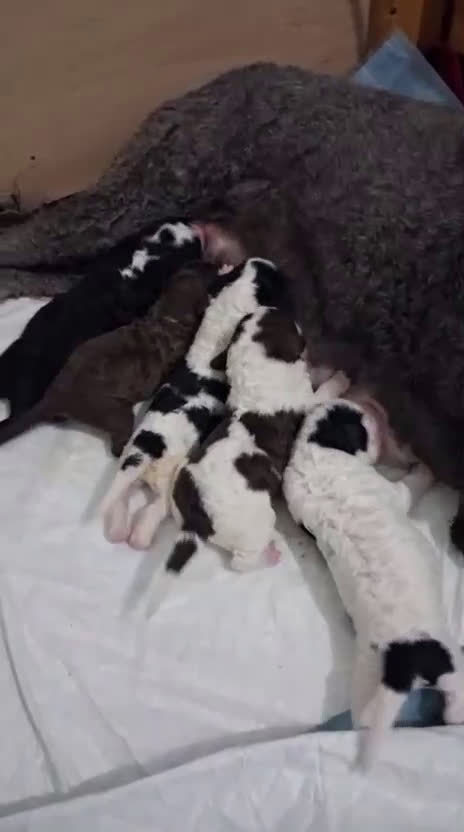 Perro de Agua Español perros en venta: PERRO DE AGUA ESPAÑOL - Video 2