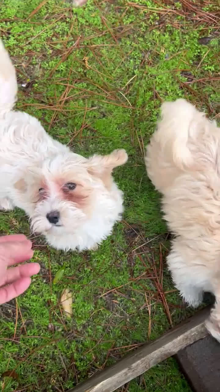 Maltipoo perros en venta: Maltipoo - Video 2