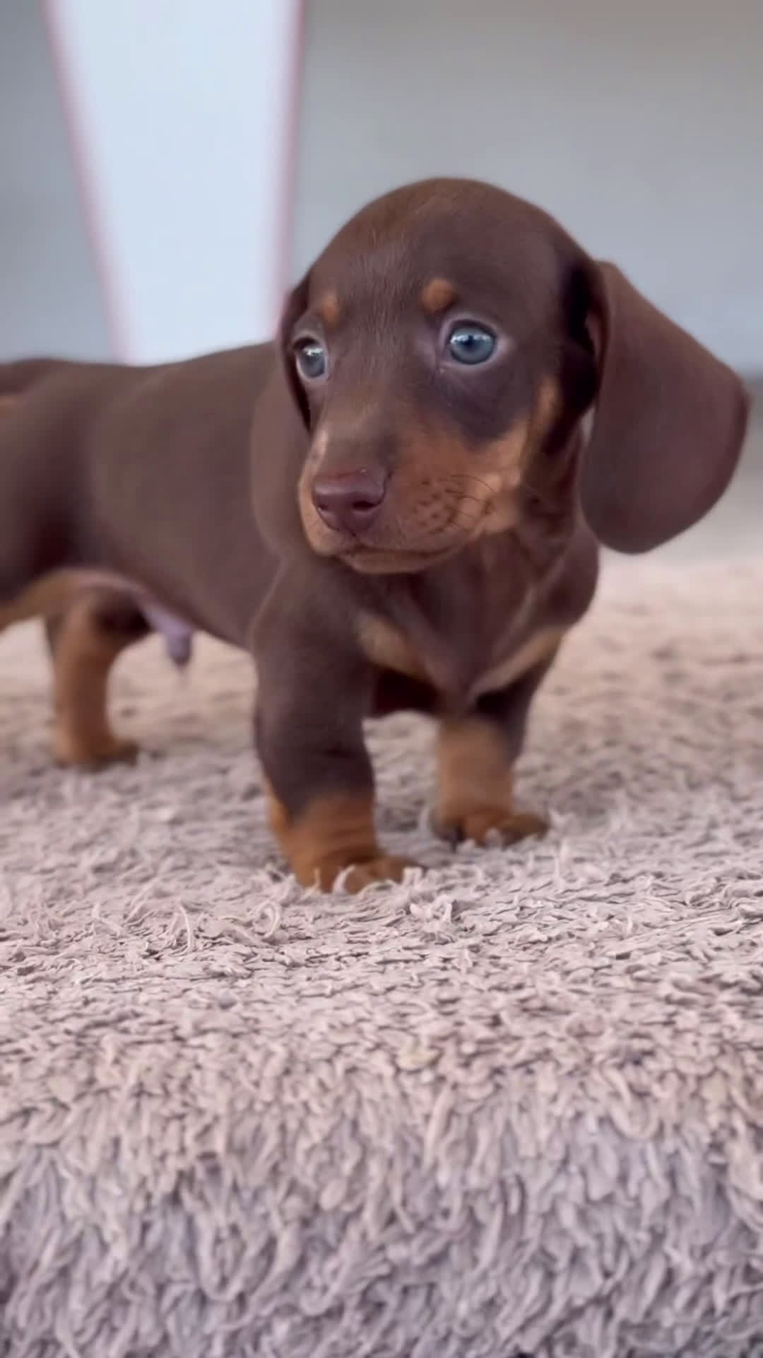 Teckel Miniatura perros en venta: 🐾 Frisco y Pao 🐾 - Video 1