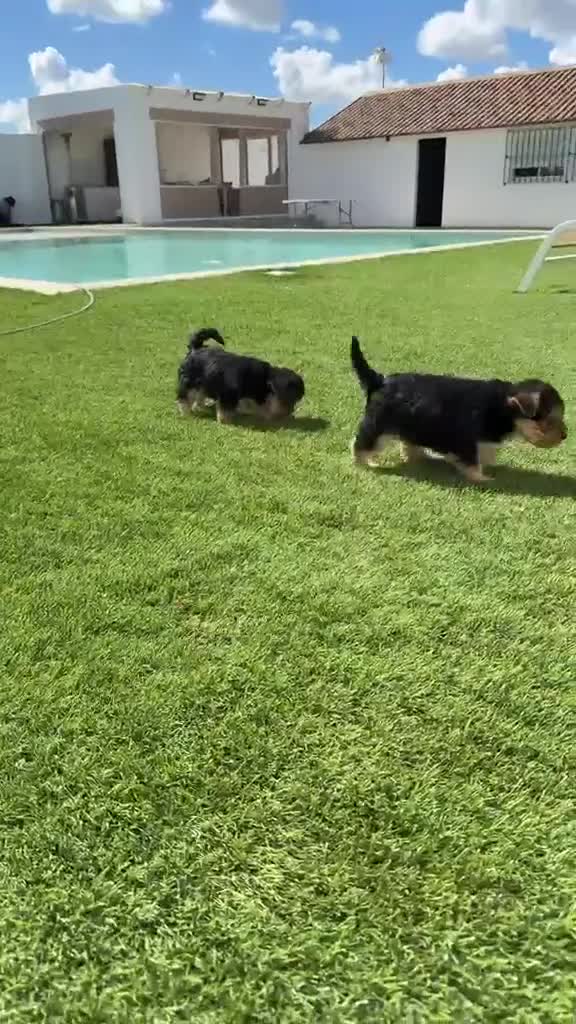 Yorkshire Terrier perros en venta: Yorkshire terrier Toy super pequeños  - Video 2