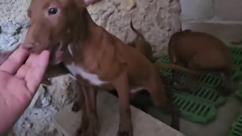 Podenco Andaluz perros en venta: Podenco andaluz retinto - Video 1
