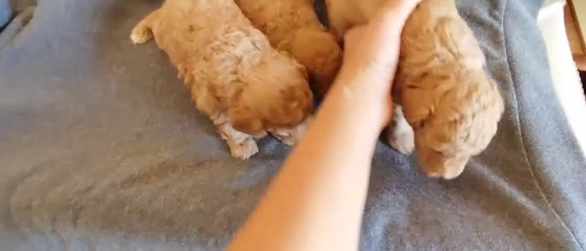 Caniche Toy perros en venta:  Nueva Camada de Caniche Toy - Video 2
