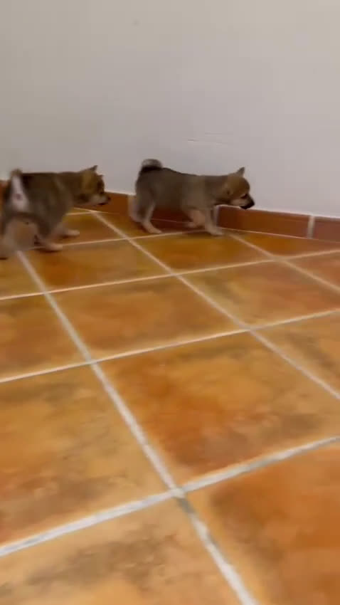 Shiba Inu perros en venta: Shiba Inu rojos machos disponibles  - Video 1