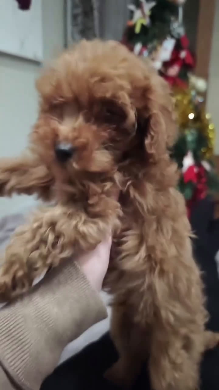 Caniche Toy perros en venta: Machos para entregar toy rojo - Video 1