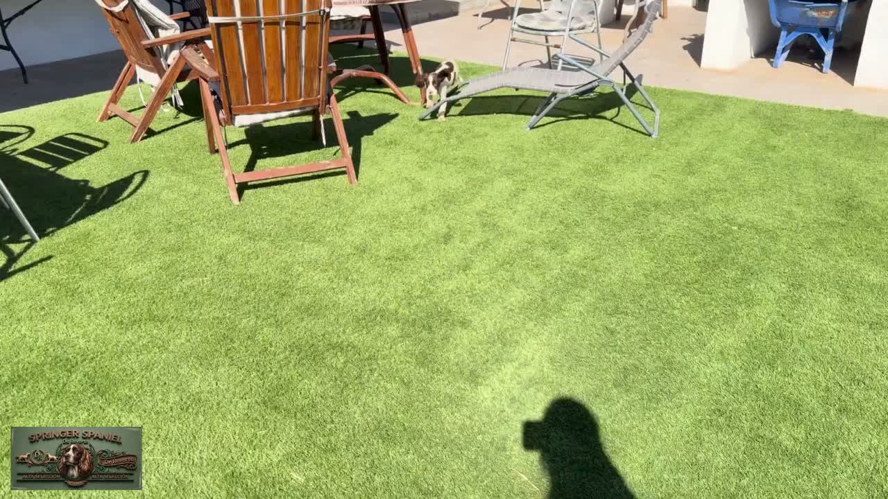 English Springer Spaniel perros en venta: Springer Spaniel Luca De Reverte - Video 1