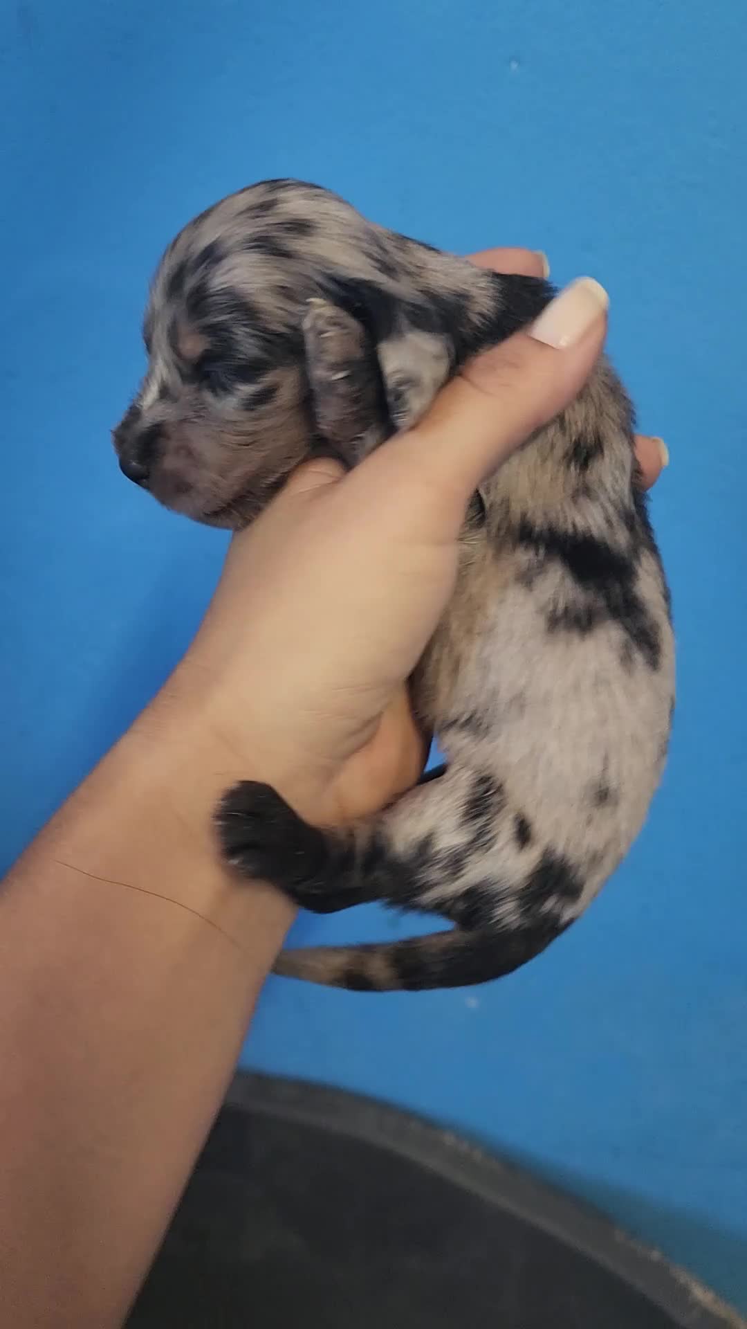 Biewer Yorkshire Terrier a la Pom Pon perros en venta: Yorkshire precio real - Video 4