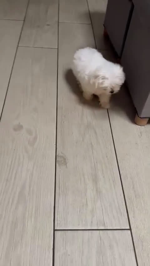 Bichón Maltés perros en venta: Bichon maltes - Video 1