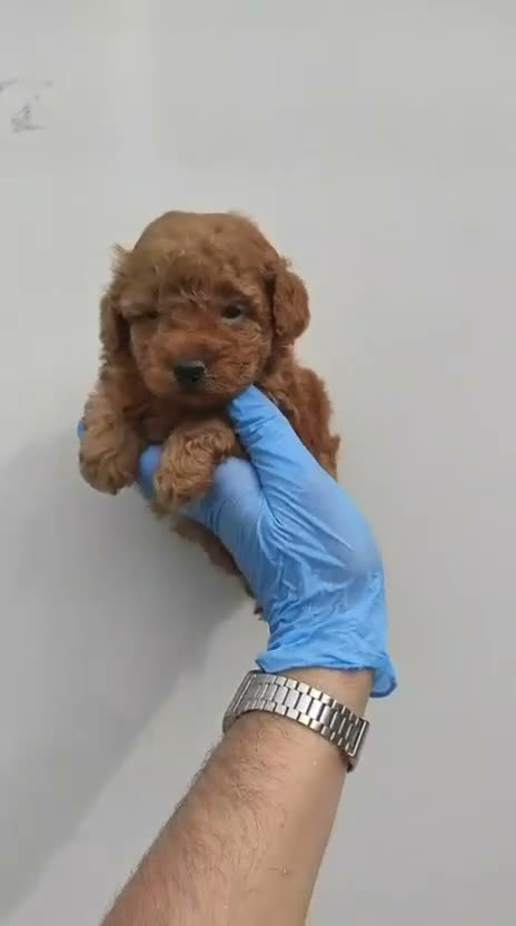 Caniche Toy perros en venta: Caniches - Video 2