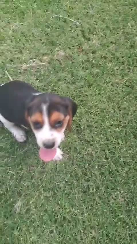 Beagle perros en venta: Preciosos Beagle - Video 1