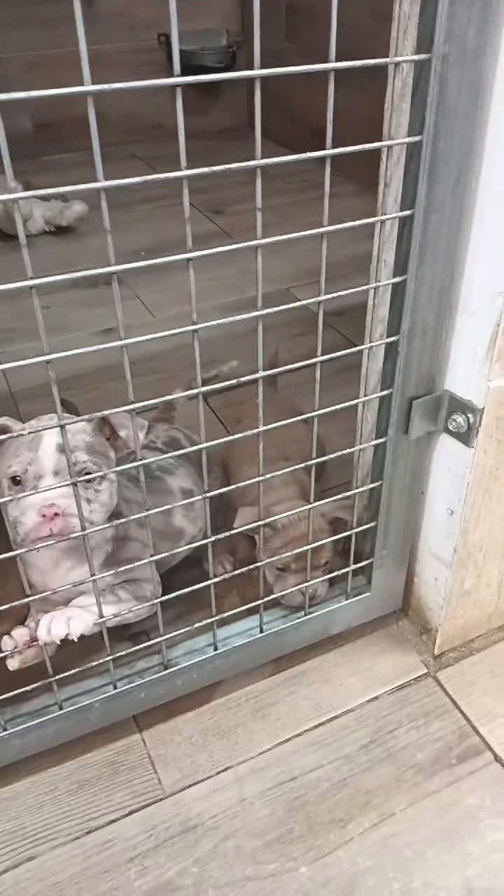 American Bully perros en venta: American bully micro exotic - Video 1