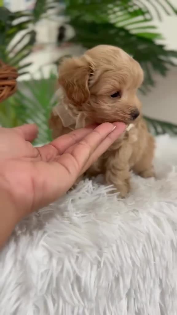 Maltipoo perros en venta: MALTIPOO MACHOS  - Video 2