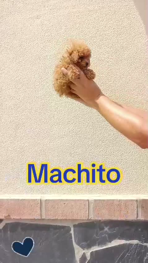 Caniche Toy perros en venta: Machito de caniches toy  - Video 1