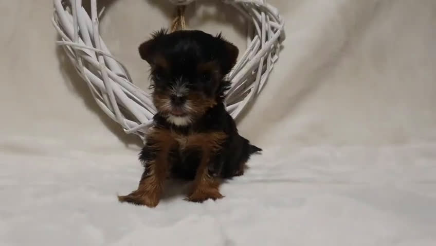 Yorkshire Terrier perros en venta: Preciosos cachorros de Yorkshire  en Granada - Video 1