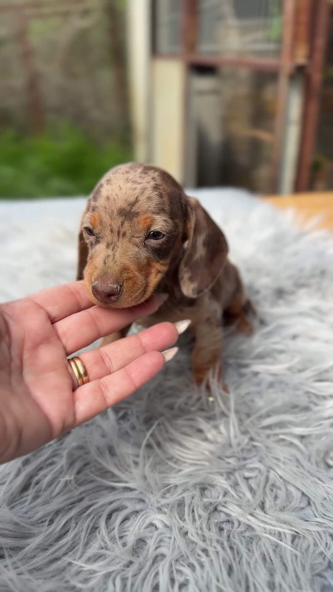 Teckel Miniatura perros en venta: Teckel Arlequin chocolate  - Video 1