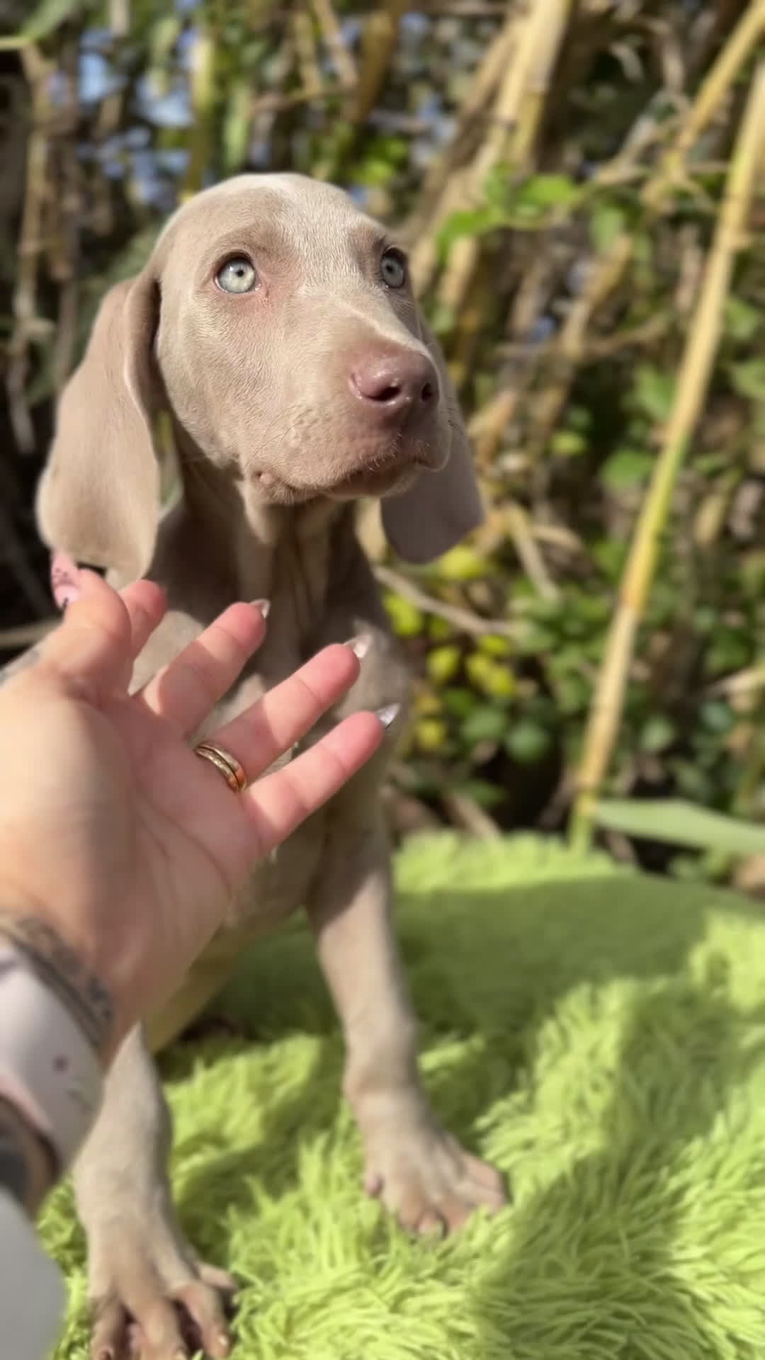 Weimaraner perros en venta: Braco de Weimar macho  - Video 1