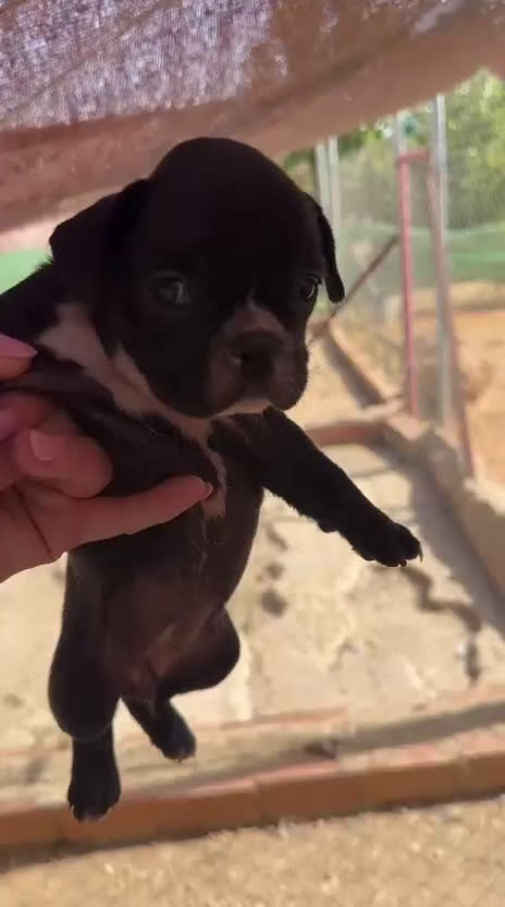 Bulldog Francés perros en venta: 3 hembras de bulldog francés  - Video 4
