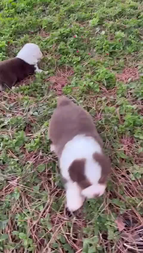 Pastor Australiano perros en venta: Pastor Australiano  - Video 3