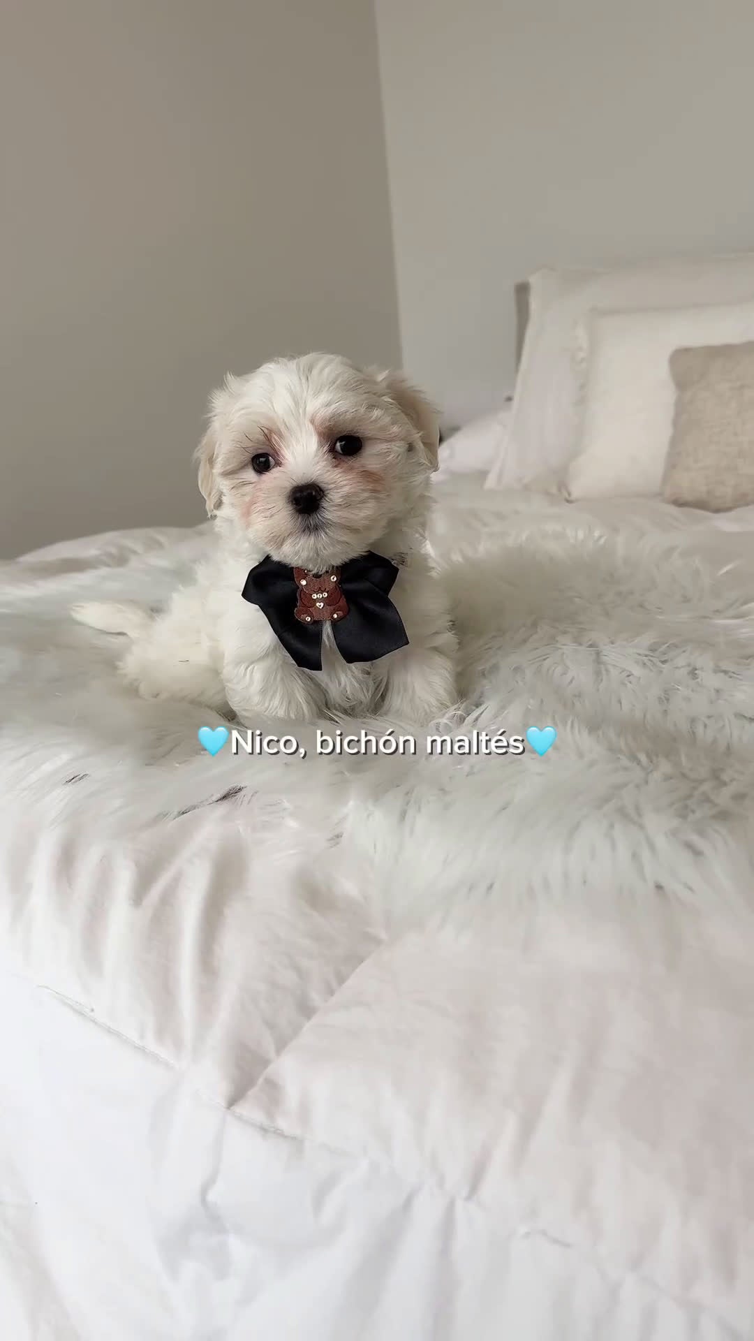 Bichón Maltés perros en venta: Bichon maltés macho - Video 1