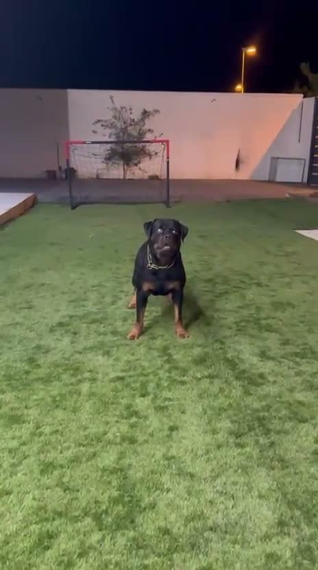 Rottweiler perros en venta: Disponible rottweiler adulto con pedigree - Video 1