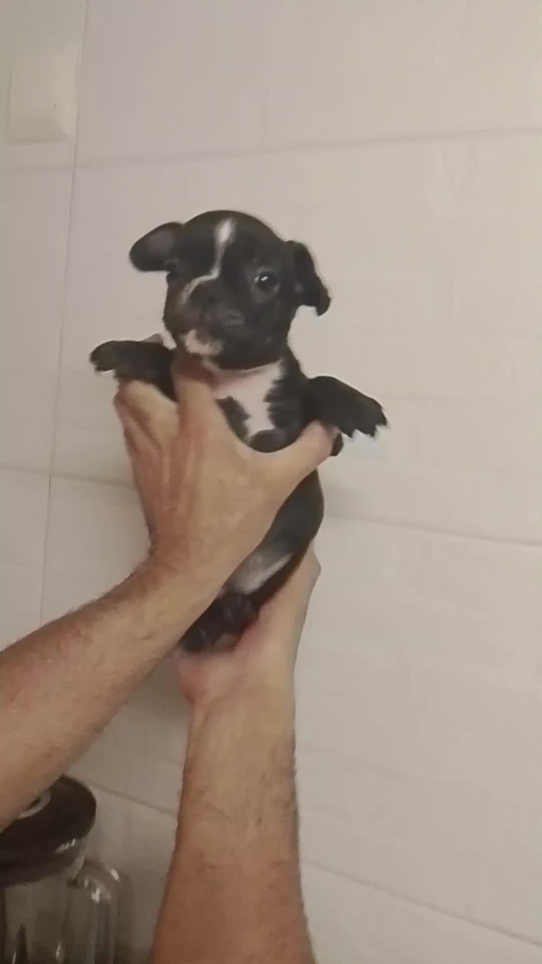 Bulldog Francés perros en venta: Bulldog francés 616121781 - Video 1