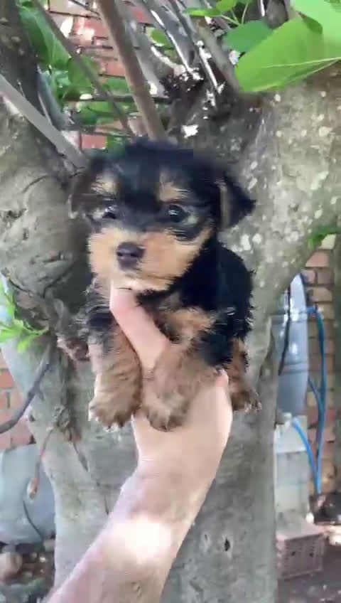 Yorkshire Terrier perros en venta: Yorkshire machos y hembra  en Granada - Video 1