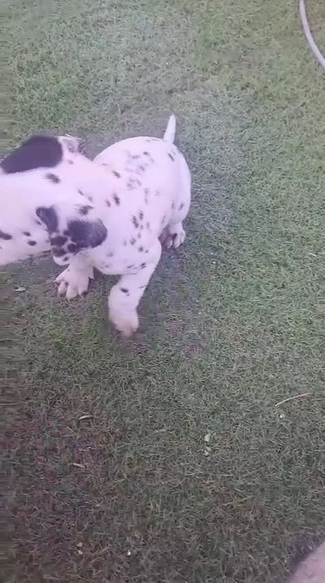 Dálmata perros en venta: Dalmatas - Video 4