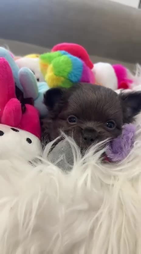 Chihuahua perros en venta: IMPRESIONANTES CHIHUAHUAS PELO LARGO en Alicante - Video 1
