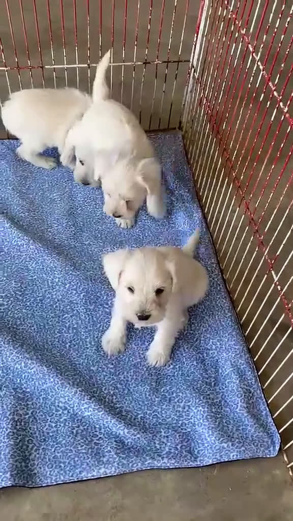 Schnauzer Miniatura perros en venta: CACHORRITOS DE SCHNAUZER  - Video 1